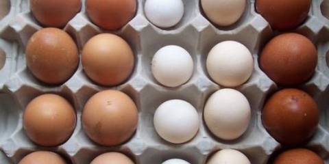 Barnevelder kokoši: opis, karakteristike